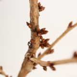 LISTAVEC OKRASNA ČEŠNJA BRILLANT L17