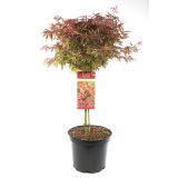 LISTAVEC PAHLJAČASTI JAVOR RAZLIČNE BARVE