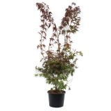 LISTAVEC RDEČELISTNI PAHLJAČASTI JAVOR