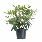 LISTAVEC RHODODENDRON HYBRIDUM RABATZ