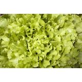 LISTNA ZELENJAVA ENDIVIJA RUMENA 9 KOS