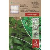 LISTNA ZELENJAVA ROYAL SEEDS SEME NA TRAKU  MOTOVILEC