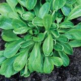 LISTNA ZELENJAVA SADIKE MOTOVILEC 9 KOS