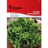 LISTNA ZELENJAVA SEMENARNA ENDIVIJA ESCARIOL GRUNER 432