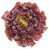 LISTNA ZELENJAVA SOLATA HRASTOV LIST 9 KOS