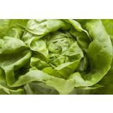 LISTNA ZELENJAVA SOLATA MEHKOLISTNA 9 KOS