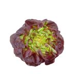 LISTNA ZELENJAVA SOLATA MEHKOLISTNA 9 KOS