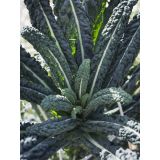 KAPUSNICE L'ORTO FRUTTIFERO LISTNI OHROVT 4/1 TESTA KULTIPAK