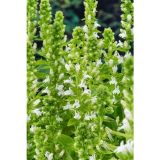 VODNE RASTLINE LOBELIJA ALBUS L 9