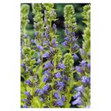 VODNE RASTLINE LOBELIJA L 9