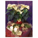 BOŽIČNA ZVEZDA LOK 17 CM