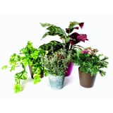 UMETNA LONČNICA LONČNICA SOBNA SREDNJA