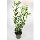 LOVORIKOVEC CAUCASICA L23