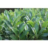 LOVORIKOVEC ELLY L19 CM