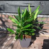 LOVORIKOVEC HERBERGII L17