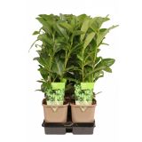 LOVORIKOVEC NOVITA L1 L