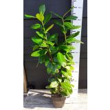 LOVORIKOVEC NOVITA L17