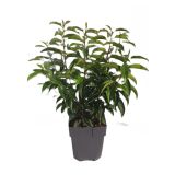 LOVORIKOVEC PORTUGALSKI L17