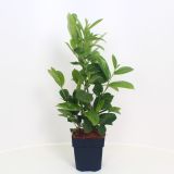 LOVORIKOVEC ROTUNDIFOLIA L17