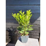 LOVORIKOVEC ROTUNDIFOLIA L2 L