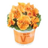 MAČEHA VOLMARY ORCHI L13