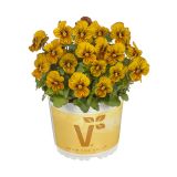 MAČEHA VOLMARY TWIX SPECIAL TIGER L11 CM