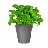 PE ZUNANJI LONEC MADAGASCAR ANTRACIT 23CM