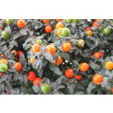 SOBNA ZELENA RASTLINA MADEIRN. KORALNI GRM L13