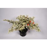 SEZONSKA RASTLINA MADEIRSKI KORALLNI GRM L12