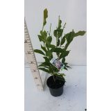 GRM MAGNOLIJA HEAVEN SCENT L19