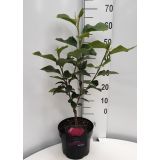 MAGNOLIJA BLACK TULIP L23