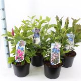 MAGNOLIJA DAPHNE L23