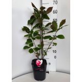 MAGNOLIJA FRAGANT CLOUD L21