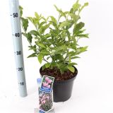 MAGNOLIJA GEORGE HENRY L23