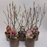 MAGNOLIJA MIX L20 CM