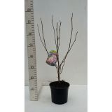 MAGNOLIJA SULANŽEVA L19