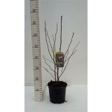 GRM MAGNOLIJA SUSAN BUSH RED L19