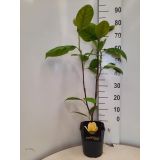 MAGNOLIJA YELLOW RIVER L21