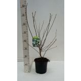 MAGNOLIJA ZVEZDASTA ROYAL STAR L19