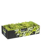 DODATEK ZA JASLICE MAH NARAVNI SVETLO ZELEN