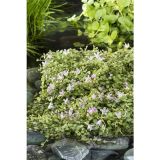 VODNE RASTLINE MALA KURJA ČEŠNJICA L 11