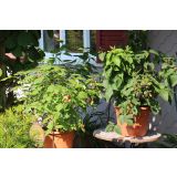 MALINA AUTUMN SWEET LITTLE SISTER L13