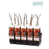 MALINA ZEFA HERBSTERNTE L15