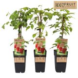 MALINA ZEFA HERBSTERNTE L15