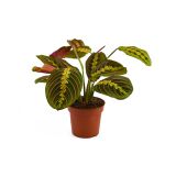 SOBNA ZELENA RASTLINA MARANTA LEUCONEURA L8.5