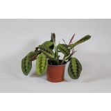 SOBNA ZELENA RASTLINA MARANTA LEUCONEURA L8.5