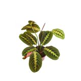 SOBNA ZELENA RASTLINA MARANTA LEUCONEURA L8.5