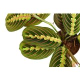 SOBNA ZELENA RASTLINA MARANTA LEUCONEURA L8.5