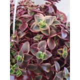 KRASULA MARGINALIS L 15