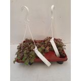 KRASULA MARGINALIS L 15